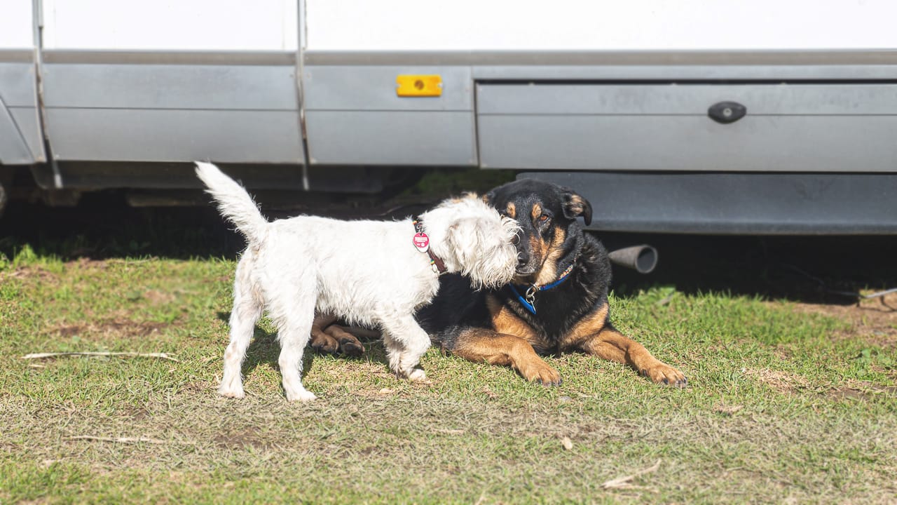 Campings amis des chiens – ce qui les distingue et où tu peux les trouver