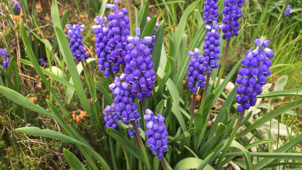 Identifier les plantes avec les enfants comme jeu de plein air