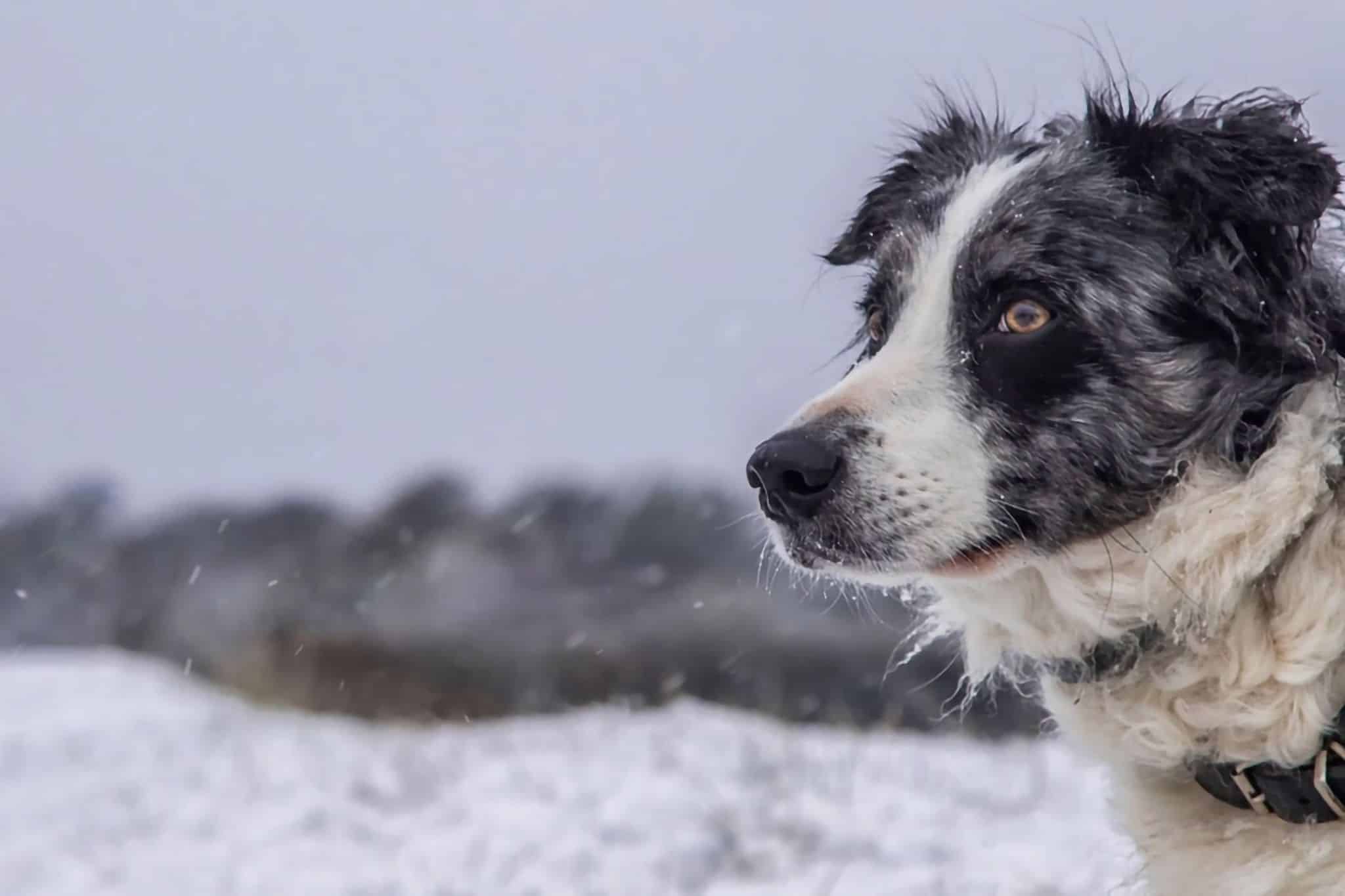 Camping d’hiver avec un chien : conseils, équipement et destinations pour le camping dans la neige