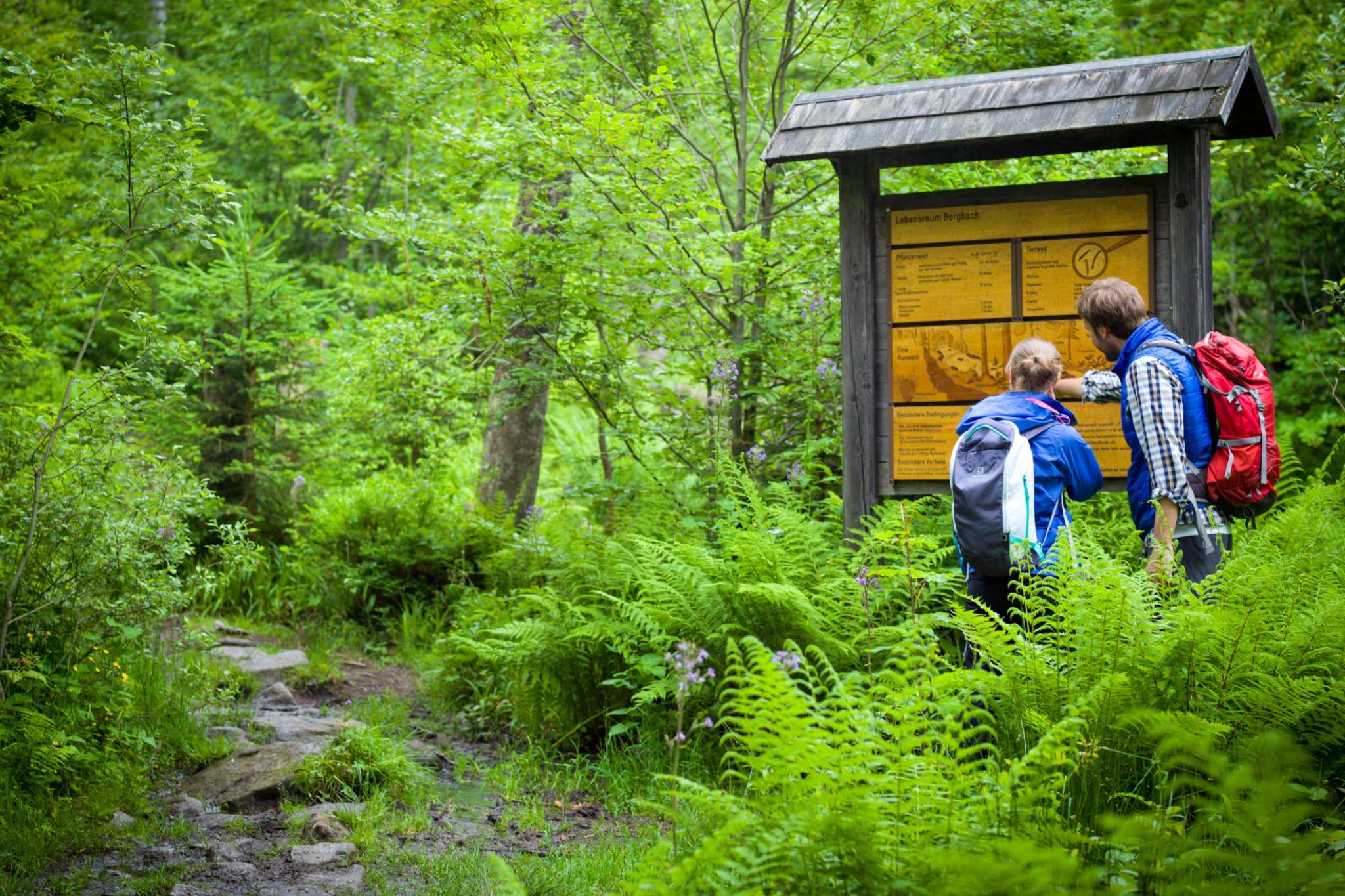 Nouvel An sans pétards Tourisme Fredenbruecke Administration du parc national de la forêt bavaroise