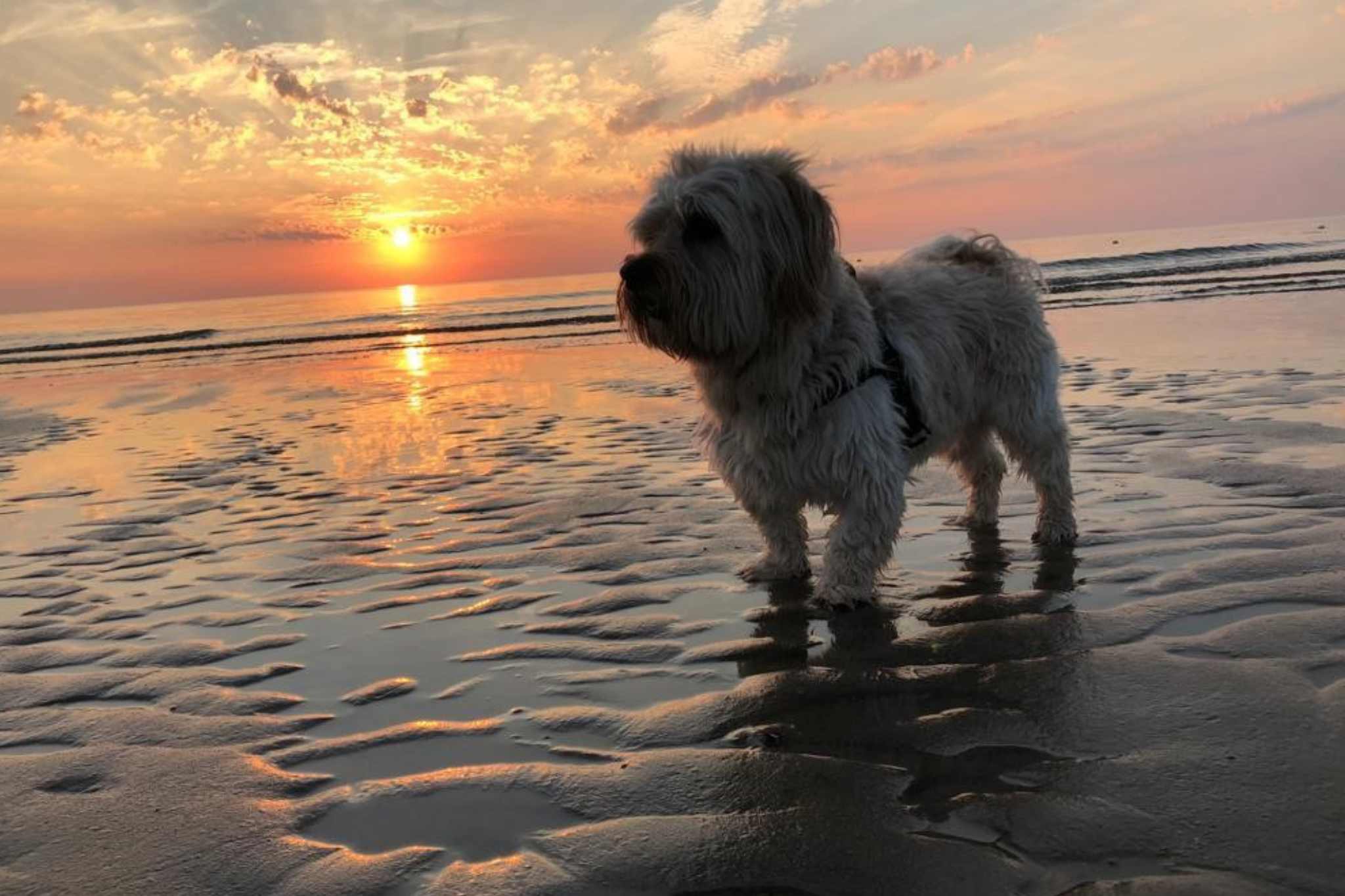 Chien De Nollen by Vakantiepark De Nollen