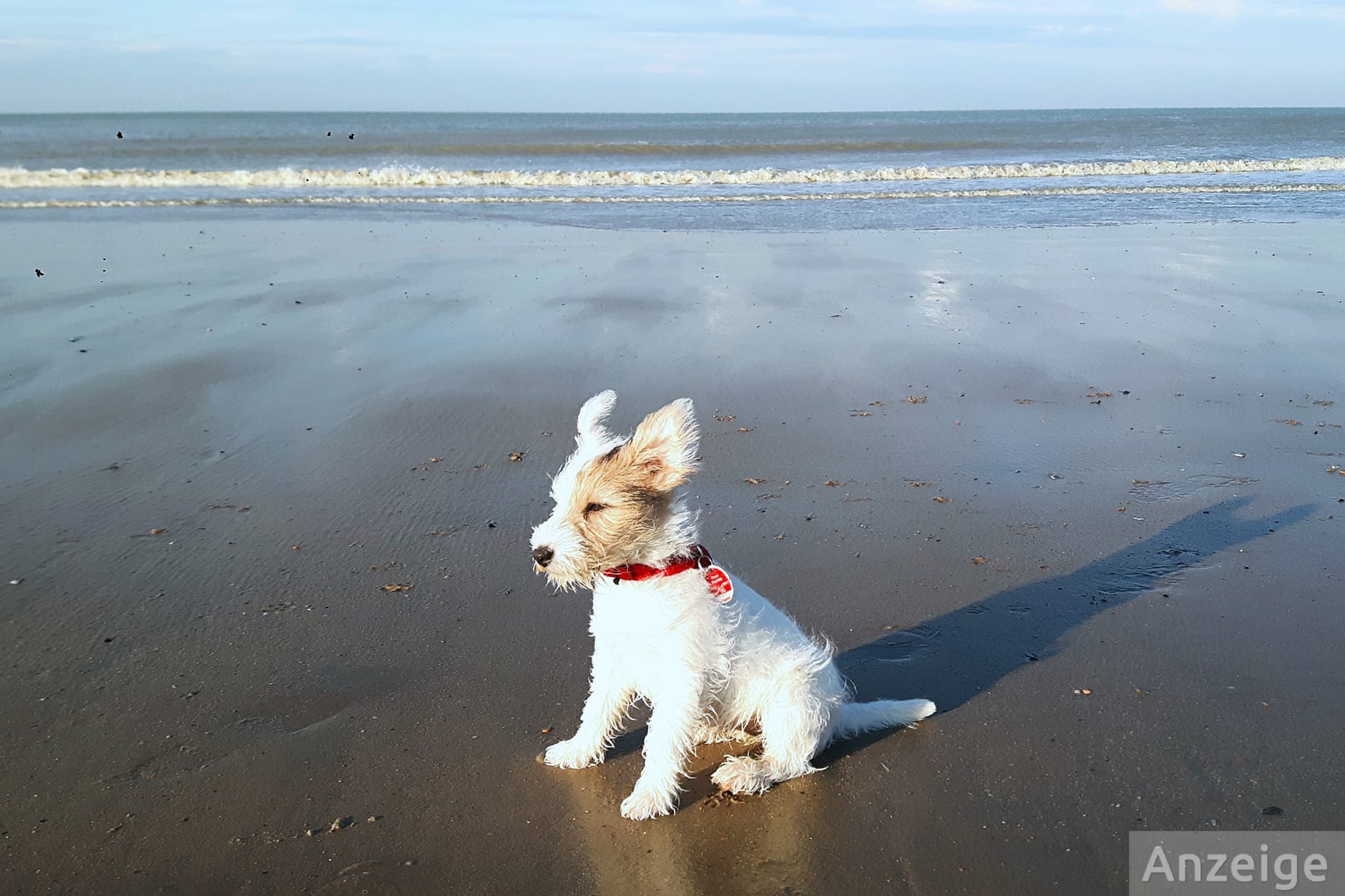 Ouah ! 13 campings haut de gamme accueillant les chiens aux Pays-Bas