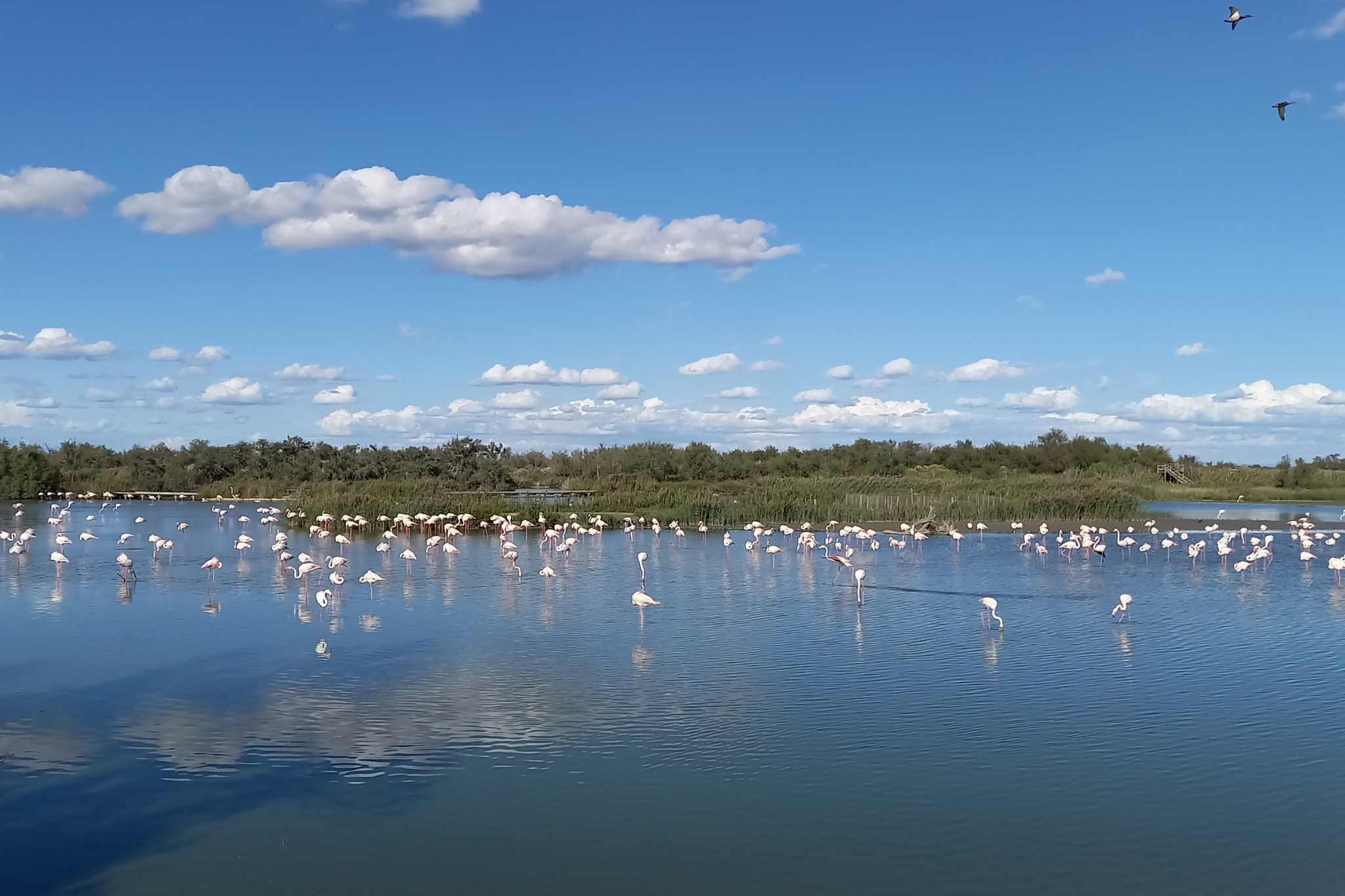 La Camargue : un paradis naturel pour les amateurs de camping dans un paysage vaste et intact, y compris Conseils pour les emplacements