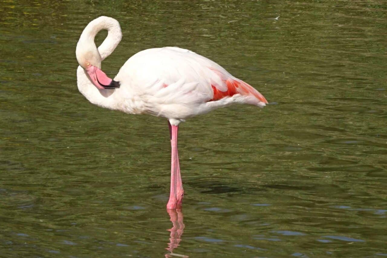 Camargue Camping - Parc des oiseaux Flamingo