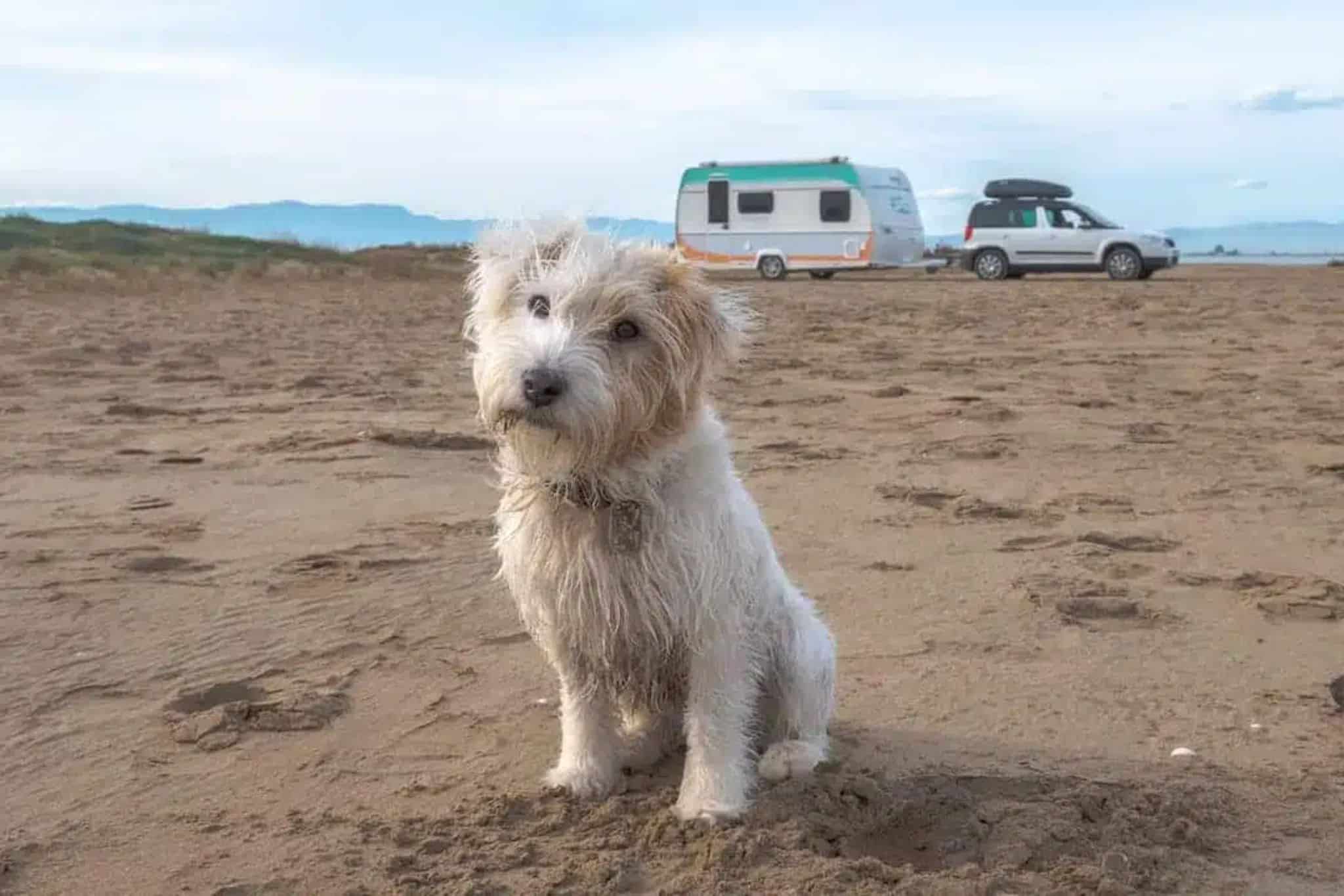 Camping avec un chien : Préparatifs et liste de contrôle