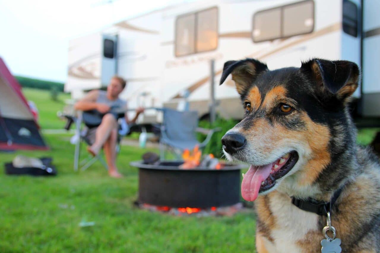 Camping Bretagne avec un chien