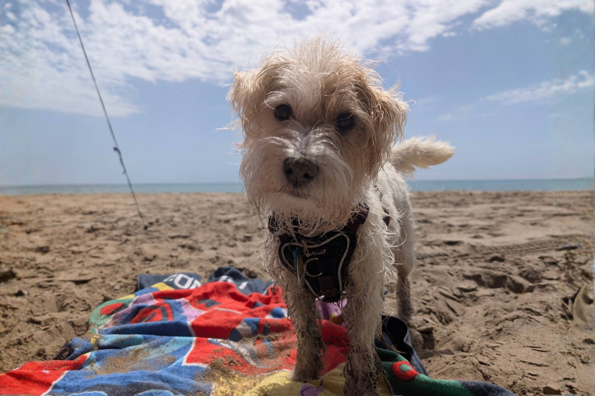 Ouah ! 13 campings haut de gamme accueillant les chiens aux Pays-Bas